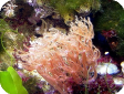 Anthelia sp. 