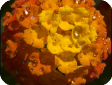 Lantana