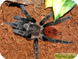 Brachypelma vagans