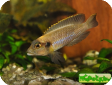 Lamprologus ocellatus