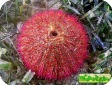 Salmacis bicolor