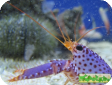 Enoplometopus daumi