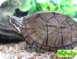 Pelusios carinatus (Африканская килевая иловая, Килевая складная)