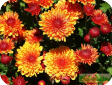 Chrysanthemum (dendrathema)