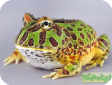 Ceratophrys cranwelli