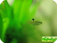 Rasbora dorsiocellata dorsiocellata