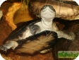 Pelusios castaneus