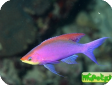 Pseudanthias (Mirolabrychthys) tuka 