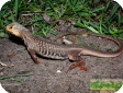Leiolepis belliana 