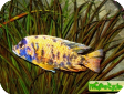 Labeotropheus fuelleborni