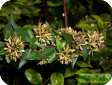 Abelia grandiflora