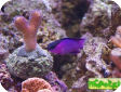 Gramma melacara 