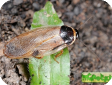 Pycnoscelus surinamensis (Суринамский таракан)