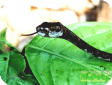 Aplopeltura