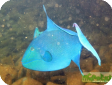 Odonus niger