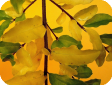 Ligustrum