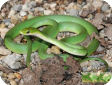 Opheodrys aestivus
