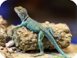 Crotaphytus collaris