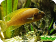 Neolamprologus pulcher