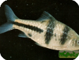 Barbus lateristriga