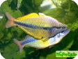 Melanotaenia herbertaxelrodi