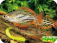 Melanotaenia maccullochi