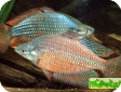 Melanotaenia splendida