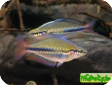 Melanotaenia trifasciata