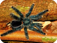 Avicularia metallica