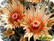 Ferocactus
