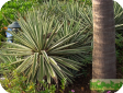 Pandanus