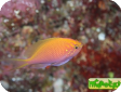 Serranocirrhitus latus 