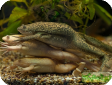 Xenopus laevis