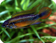 Apistogramma agassizi