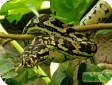 Morelia spilota