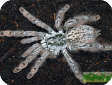 Heteroscodra maculata