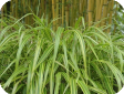 Carex