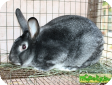 Кролики породы Шиншилла (Chinchilla rabbits)