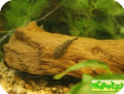Gastromyzon punctulatus
