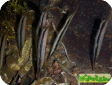Aeoliscus strigatus 