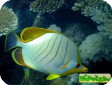 Chaetodon xanthocephalus 