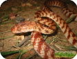 Boiga irregularis