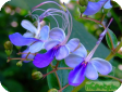 Clerodendrum