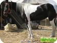 Марвари (Marwari)