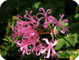 Nerine