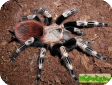 Nhandu chromatus  