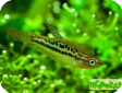 Trichopsis pumila
