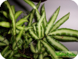 Pteris