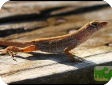 Norops sagrei
