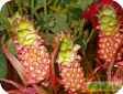 Ananas Mill